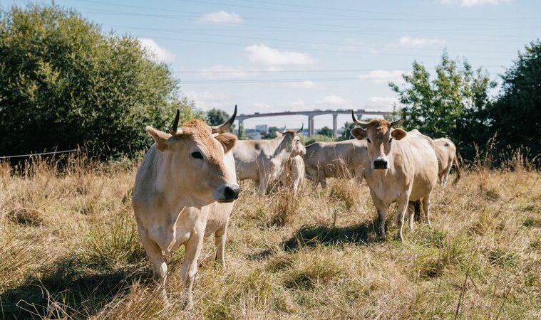 Vaches nantaises, près du pont de Cheviré.