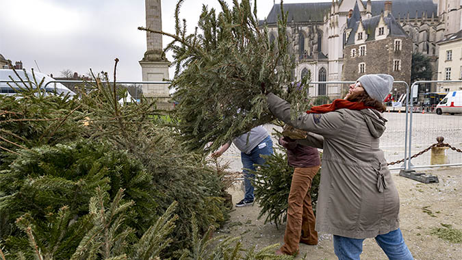 Sapins recyclage